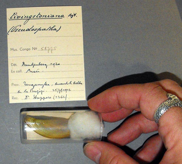 specimen