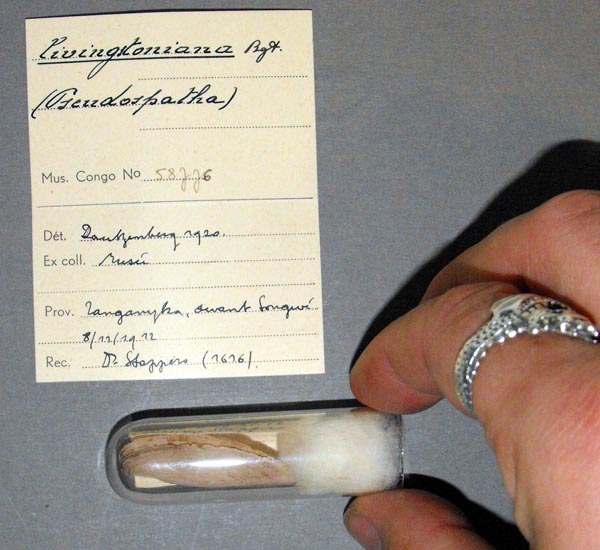 specimen