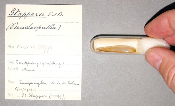 specimen