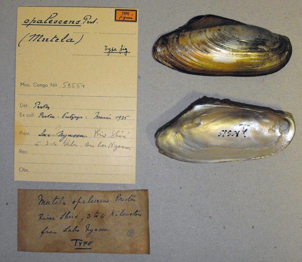 specimen
