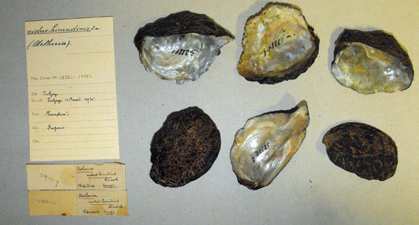 specimen