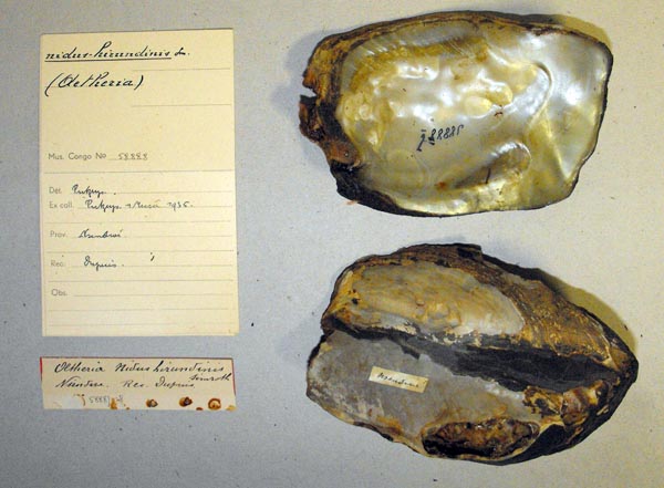 specimen