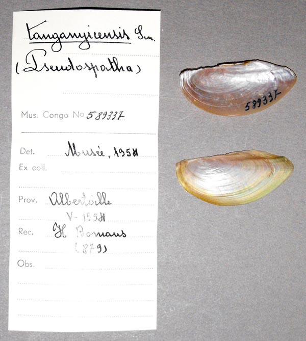 specimen