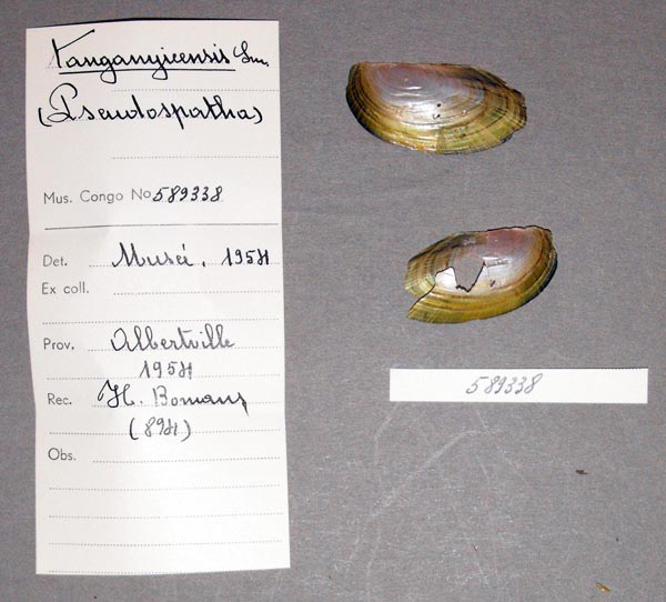 specimen