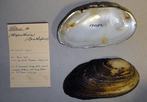 specimen