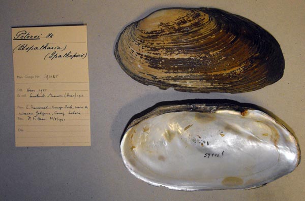 specimen