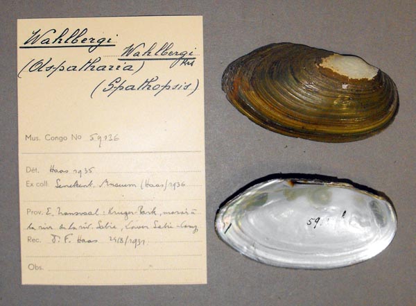 specimen