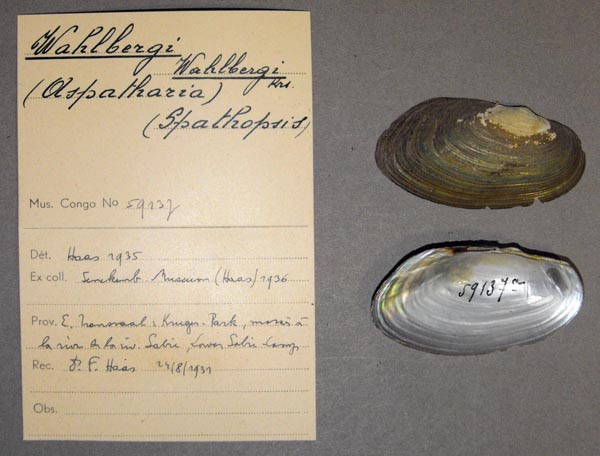 specimen