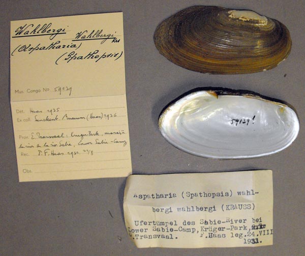 specimen