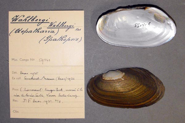 specimen