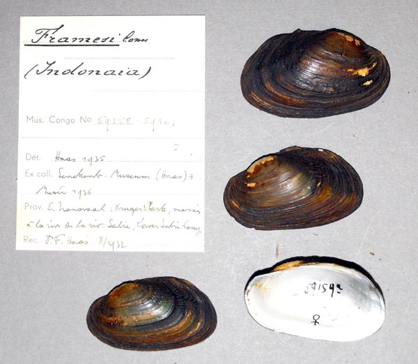 specimen