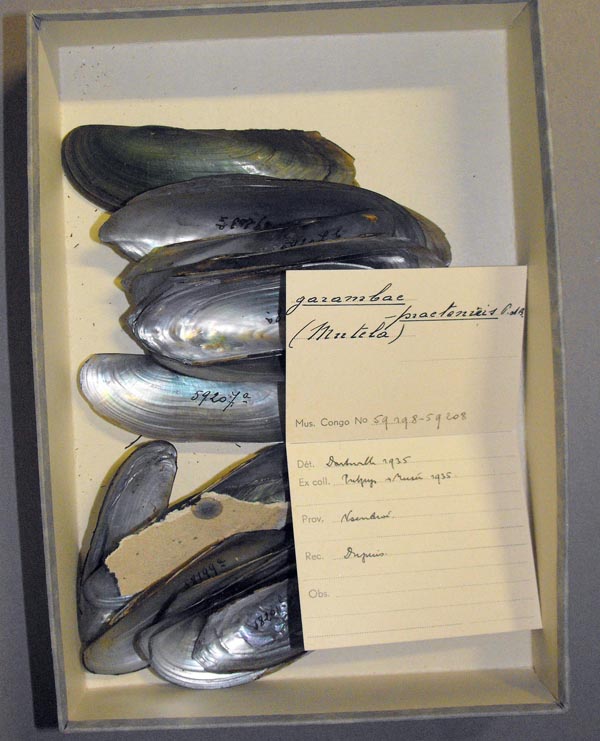 specimen
