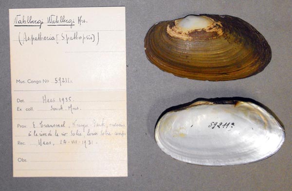 specimen
