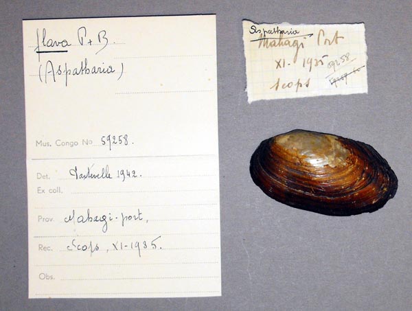 specimen
