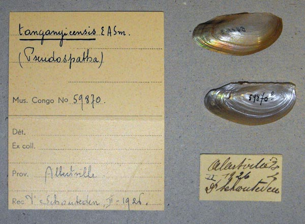 specimen