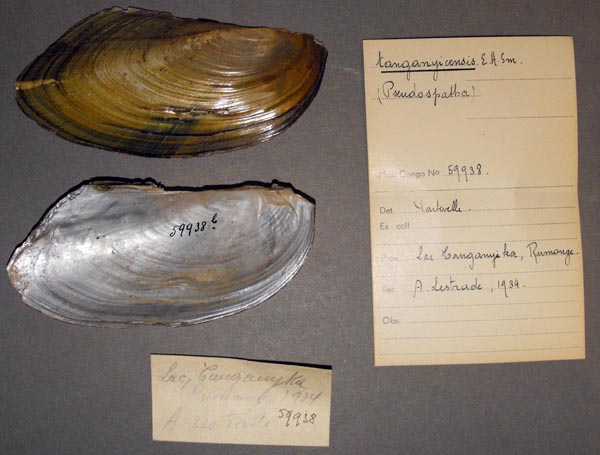 specimen
