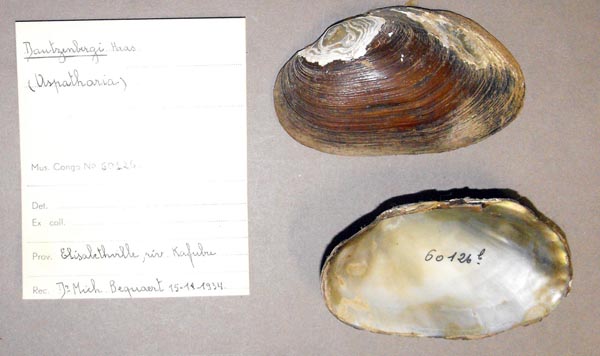 specimen