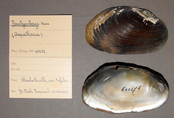 specimen