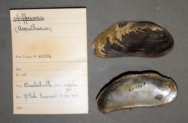 specimen