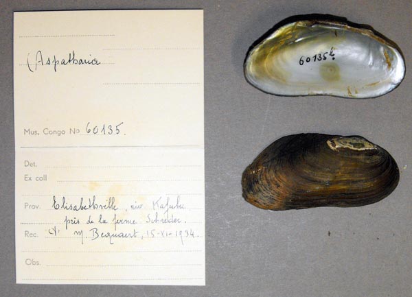 specimen