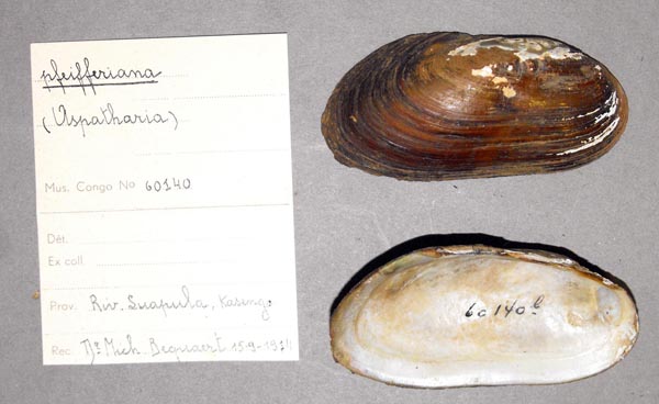 specimen