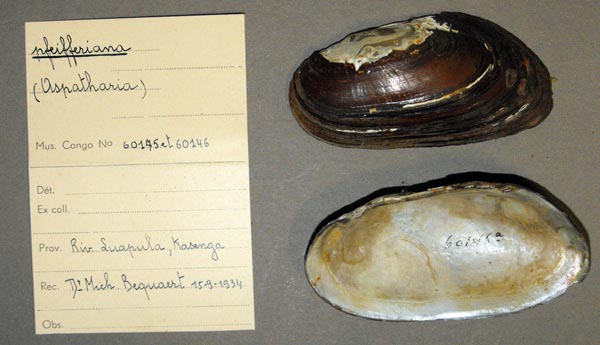 specimen