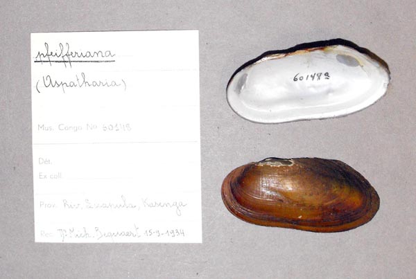 specimen
