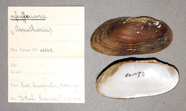 specimen