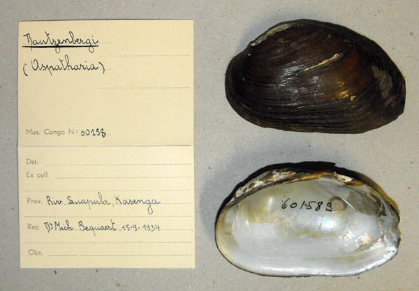 specimen
