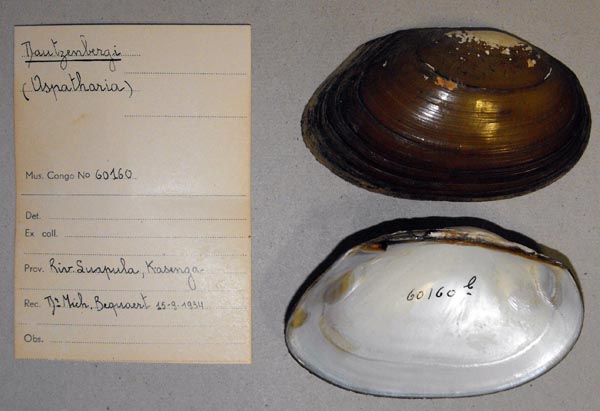 specimen