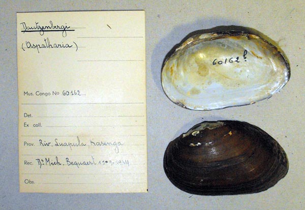 specimen