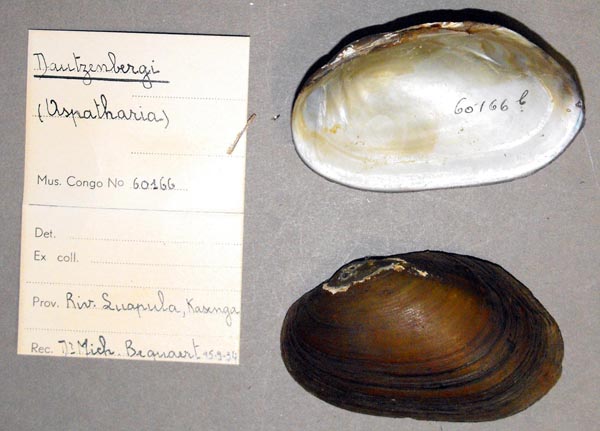 specimen