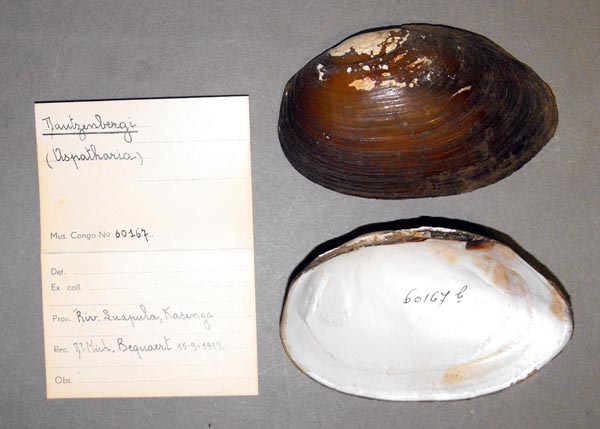 specimen
