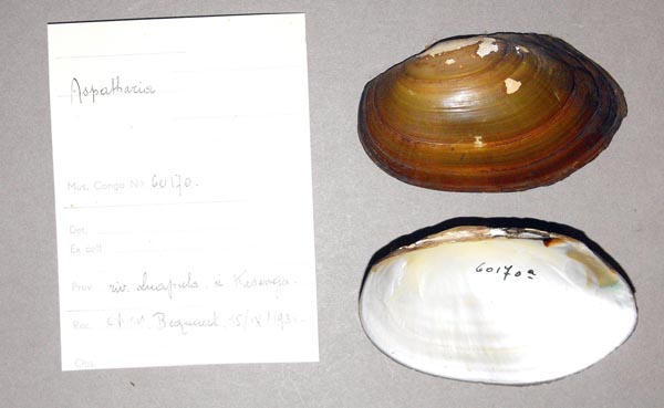 specimen