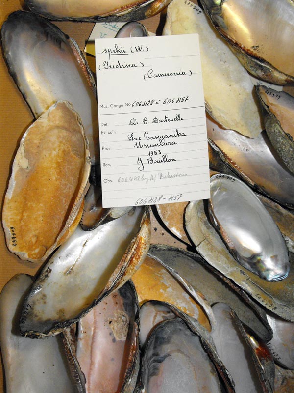 specimen
