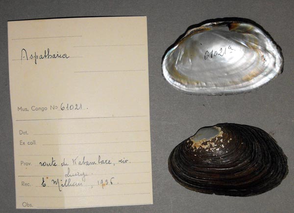 specimen