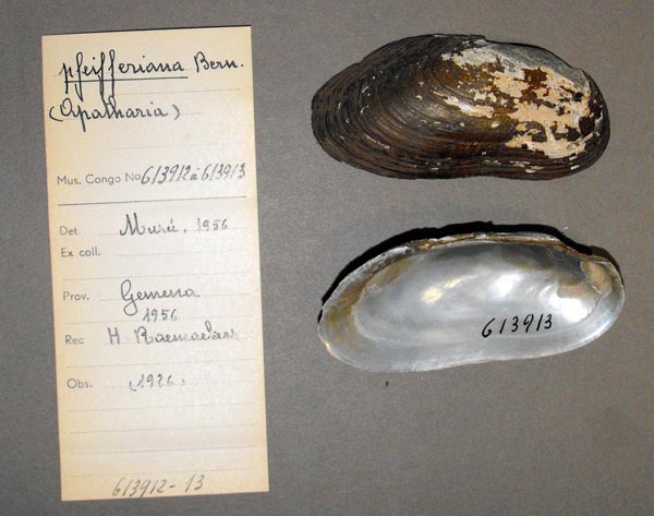 specimen