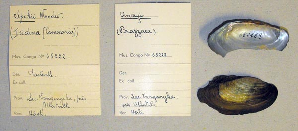 specimen