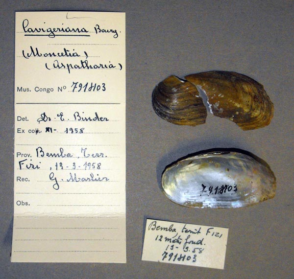 specimen
