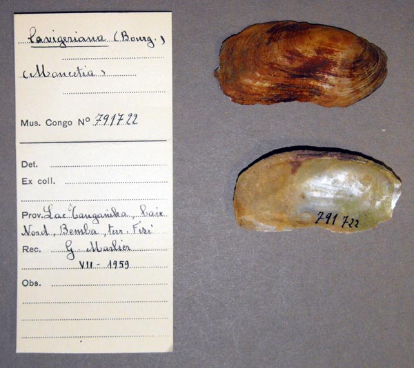 specimen