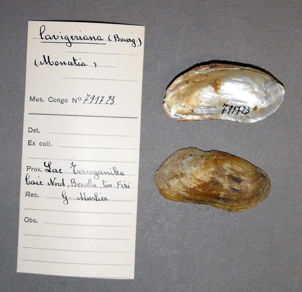 specimen