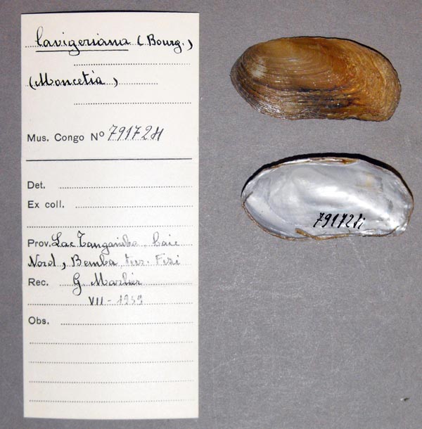specimen