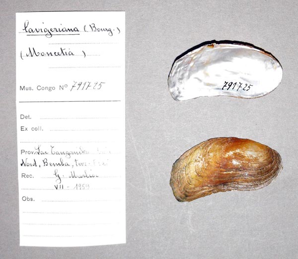 specimen