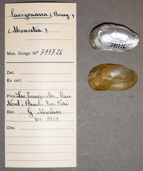 specimen