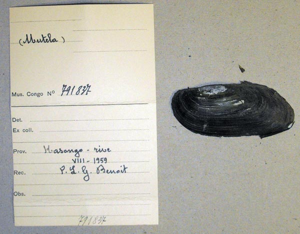specimen