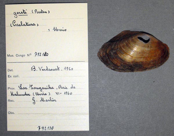 specimen