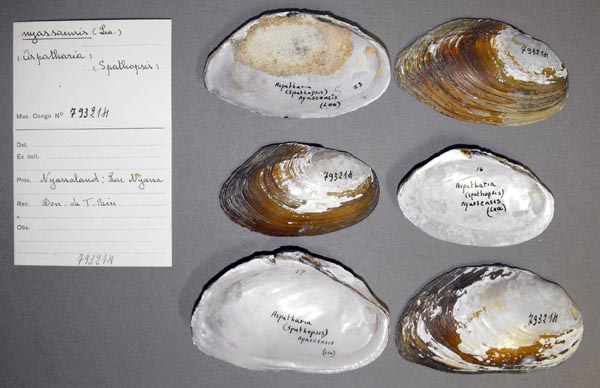 image of lot MRAC_793214 image of lot MRAC_793214