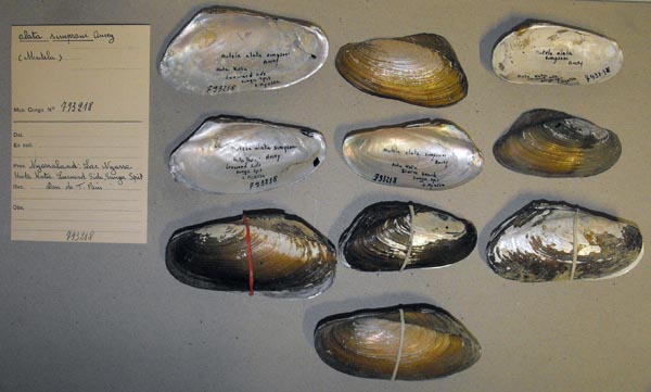 specimen