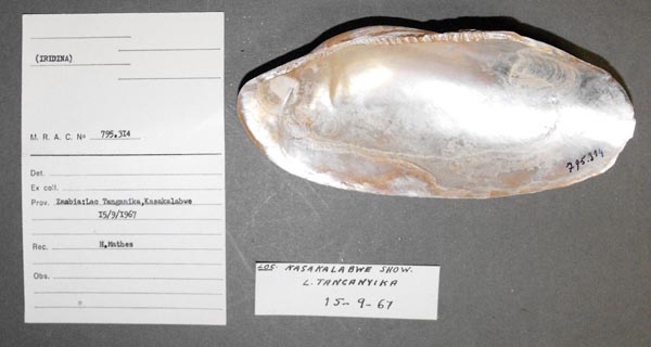 specimen