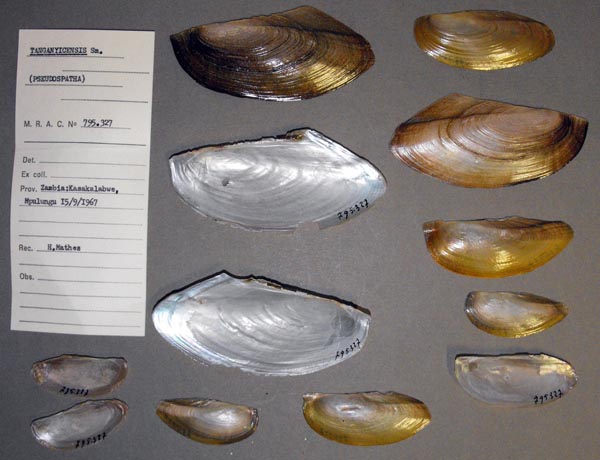 specimen